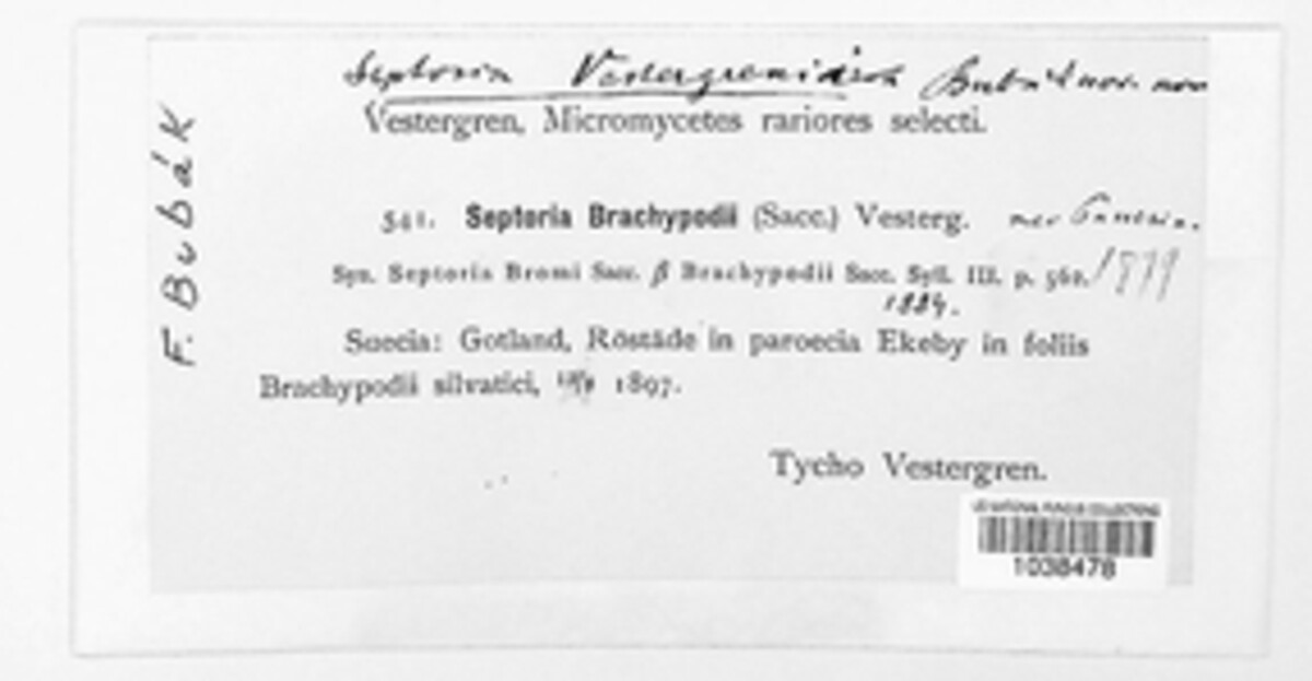Septoria vestergrenii image